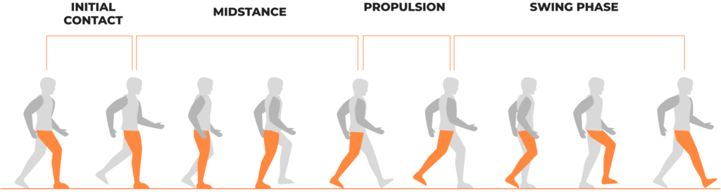 Phases of the Gait Cycle 1