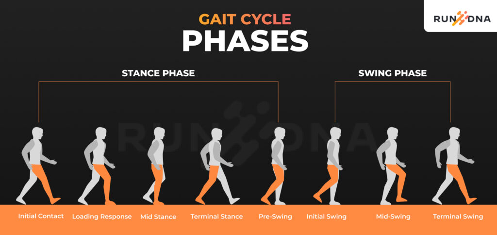 GAIT CYCLE phases 1