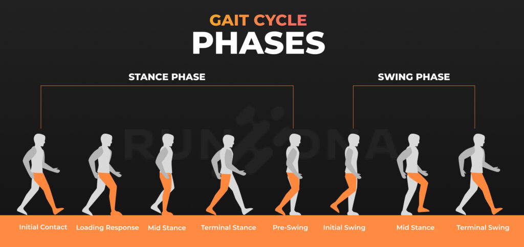 GAIT CYCLE phases