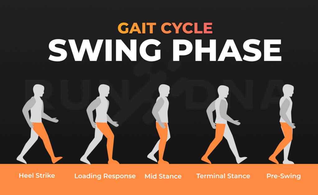 Detailed Breakdown of the Phases of Walking Gait Cycle