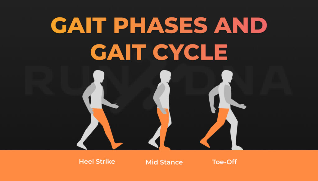 Gait Phases and Gait Cycle